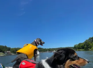 Four Paws on Deck Elko and friend
